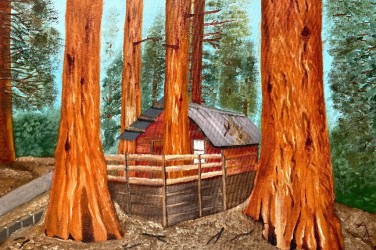 redwood-trees